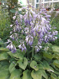 Close-up of purple flowers blooming outdoors