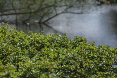 Tree growing by lake