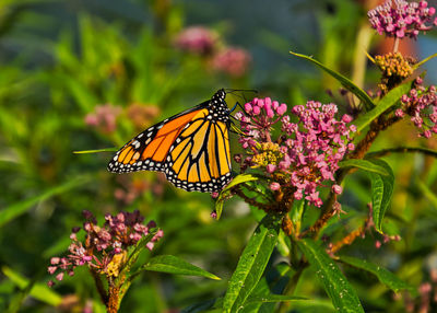 Close-up of butterfly pollinating on pink flower