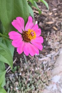 Close-up of pink flower