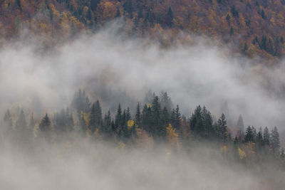 High angle view of trees in forest during autumn