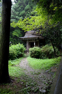 Trees in forest