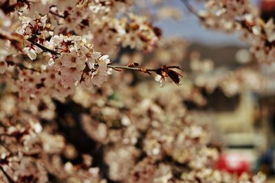 Close-up of white cherry blossom