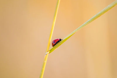 Close-up of ladybug on leaf against blurred background