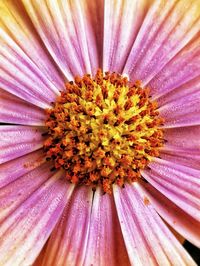 Macro shot of purple flower