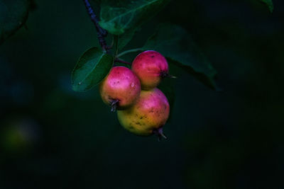 Close-up of apples on tree