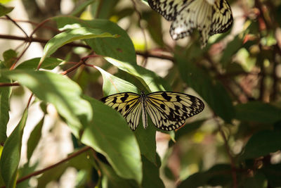 Close-up of butterfly on flower