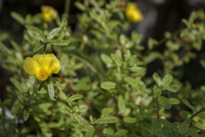 Close-up of yellow flowering plant