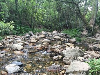 Rocks in forest