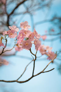 Low angle view of flower tree against sky