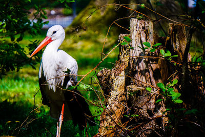 Bird perching on a tree