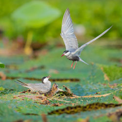 Close-up of bird flying over lake