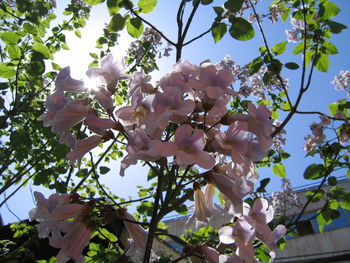 Low angle view of flowers on tree