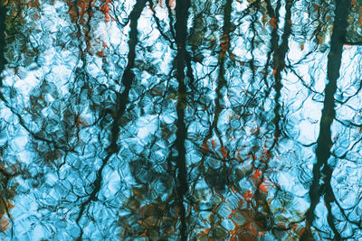 Low angle view of trees in forest against sky