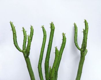 High angle view of vegetables against white background