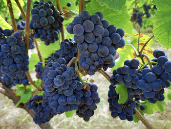 Close-up of grapes growing in vineyard