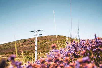 Scenic view of flowering plants on field against sky