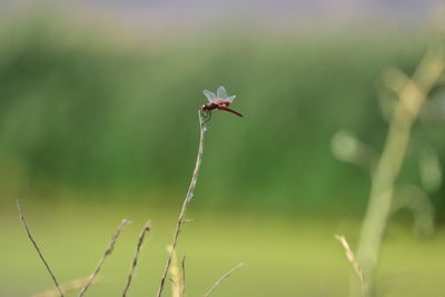 nature