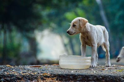 Dog looking away