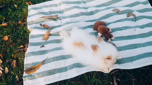 High angle view of dog relaxing on grass
