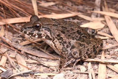 High angle view of lizard on land