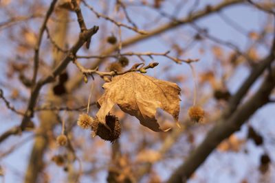 Close-up of dry leaf and fruit on tree