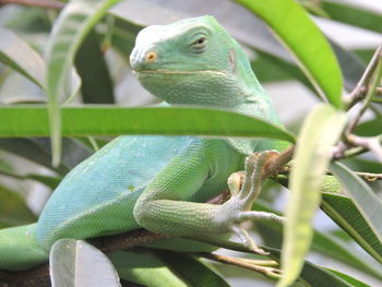 Close-up of lizard