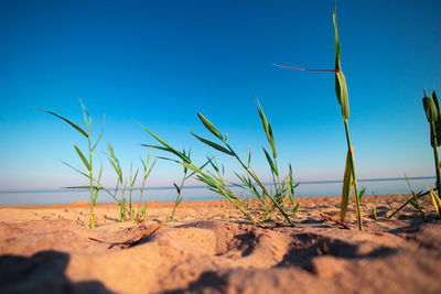 Coastal symphony. grass flourishing on baltic sands. grass at the baltic sea