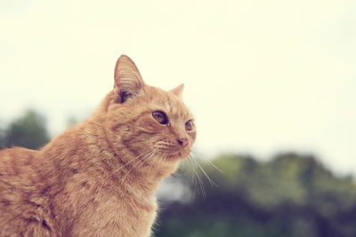 Close-up of ginger cat sitting against sky