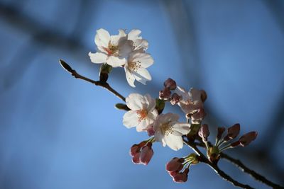 Low angle view of white flowers blooming on tree