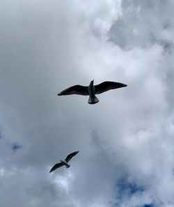 Low angle view of seagulls flying in sky