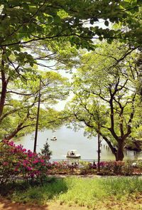 View of trees with building in background