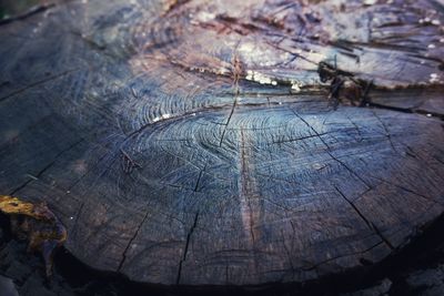 High angle view of tree stump