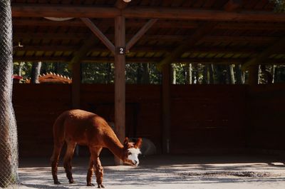 View of cow