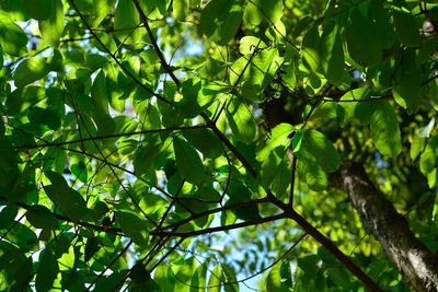 Low angle view of tree leaves