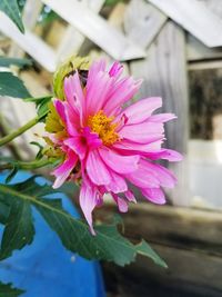 Close-up of pink flower growing outdoors