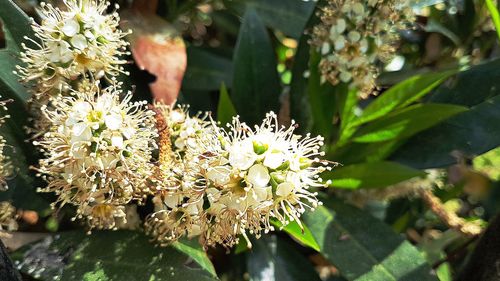 Close-up of white flowering plants