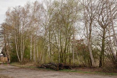 Bare trees in forest