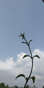 Low angle view of flowering plant against sky