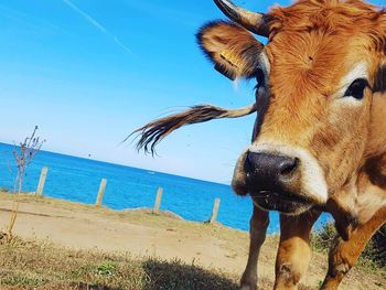 Close-up of horse on beach against clear blue sky