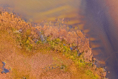 High angle view of plants by lake during autumn