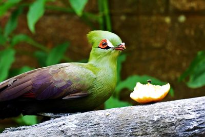 Close-up of bird perching on leaf