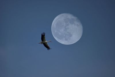 Low angle view of stork flying against blue sky