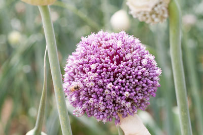 Beautiful purple onion flowers in a field. the beauty of nature. spring in nature