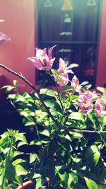 Close-up of pink flowers blooming outdoors