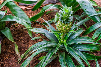 High angle view of plant growing on field