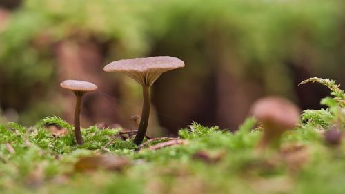 Close-up of mushroom growing on field