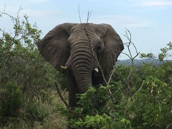 Elephant in forest against sky