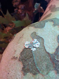 Close-up of insect on rock