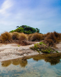 Plants growing on land against sky